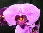 Phalaenopsis8 Orchids - Phalaenopsis